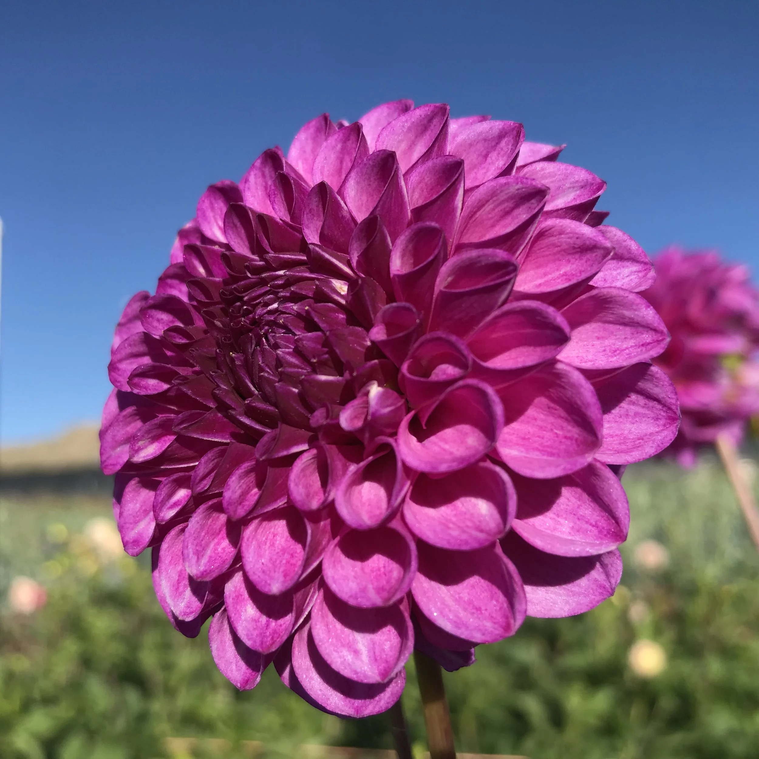 凛ちゃまRobede Fleurs Carmina by Rachel Allan | Debi's Bridal - RQ1111 | Debi's Bridal